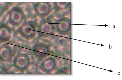 Gambar 4. 5. Stomata daun Mahoni (Perbesaran 10x10 ); a). Sel penutup, b).Celah stomata, c)