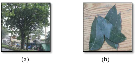 Gambar 2.1. a. Pohon Mahoni ( Swietenia macrophylla); b. Daun Mahoni  