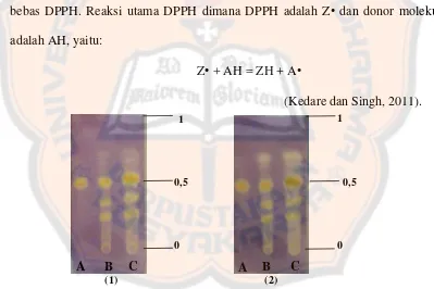 Gambar 8.  Hasil uji kualitatif penangkap radikal bebas DPPH (1 = setelah 1,5 jam penyemprotan DPPH, 2 = setelah 6 jam penyemprotan DPPH)