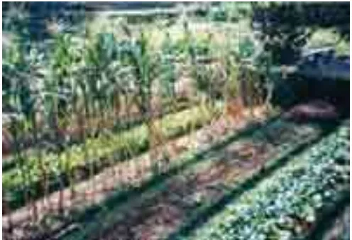 Gambar 2. Sistem pertanian organik di P. Agatho, Cisarua, Jabar  Sumber: [2] 