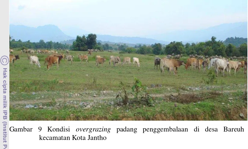 Gambar 10 Kondisi undergrazing padang penggembalaan di desa Sukamulia 