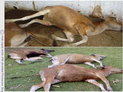 Gambar 13 Kematian Ternak sapi Bali di Kawasan Sapi Potong VBC Aceh Besar 