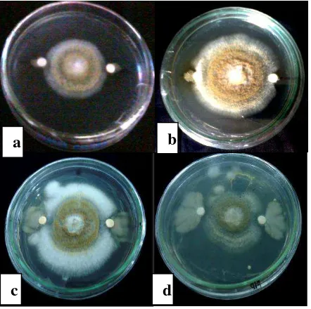 Gambar 4.1 Uji Antagonis Isolat  Bakteri Endofit Terhadap Mikroba Patogen  A.  flavus  (a) Isolat BF2 selama 48 jam (b) Isolat BF1 selama 48 jam (c) Isolat AFN7 selama 24 jam (d) Isolat AF6 selama 48 jam 