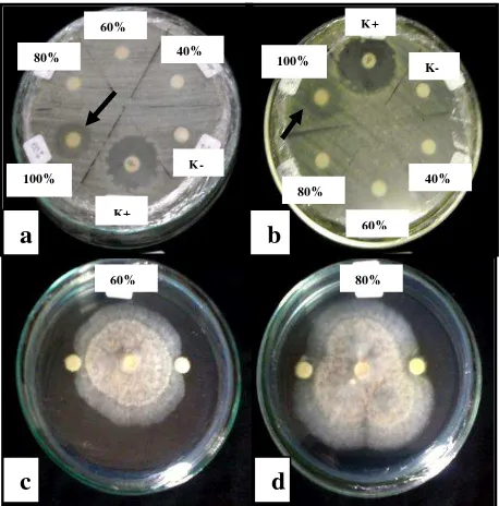 Gambar 4.2 Hasil Uji Antagonis Ekstrak Bakteri Endofit selama 48 jam (a) Ekstrak BF1 terhadap S