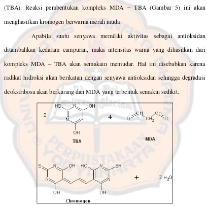 Gambar 5. Reaksi pembentukan kromogen MDA-TBA 