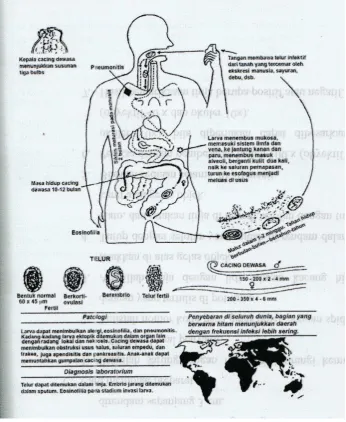 Gambar 2.2  