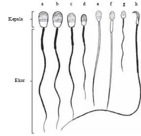 Gambar 4  Morfologi spermatozoa dari beberapa mamalia (a) sapi, (b) babi, 