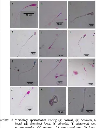 Gambar  6 Morfologi spermatozoa kucing (a) normal, (b) headless, (c) round 