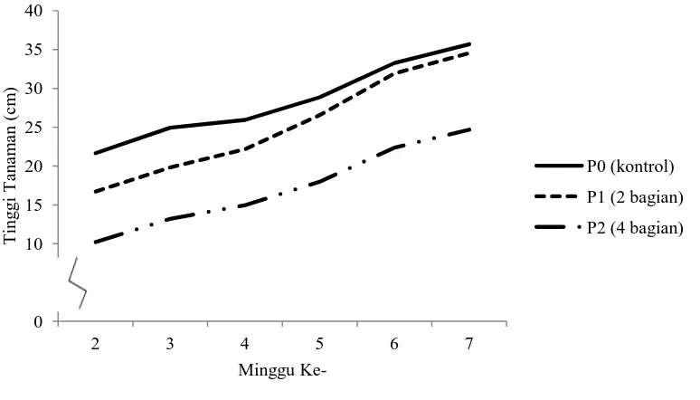 Gambar 2. Pertumbuhan tinggi tanaman bawang merah umur 2-7 MST pada  berbagai pembelahan umbi  