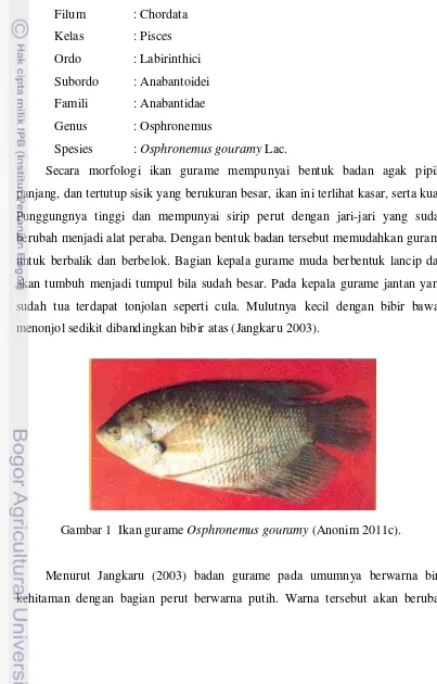 Gambar 1  Ikan gurame Osphronemus gouramy (Anonim 2011c). 
