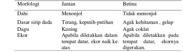 Tabel 1 Perbedaan morfologi gurame jantan dan betina (Saparinto 2008) 