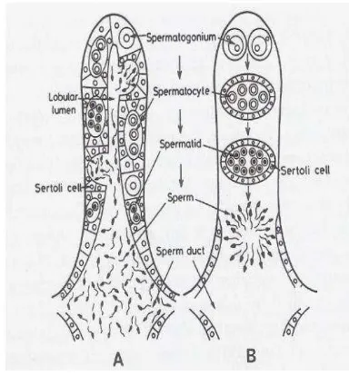 Gambar 2 Struktur testes (A) tipe lobuli berlekuk dan (B) lobuli padat   