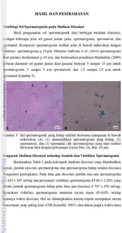 Gambar 5  Sel spermatogenik yang hidup terlihat berwarna transparan di bawah 