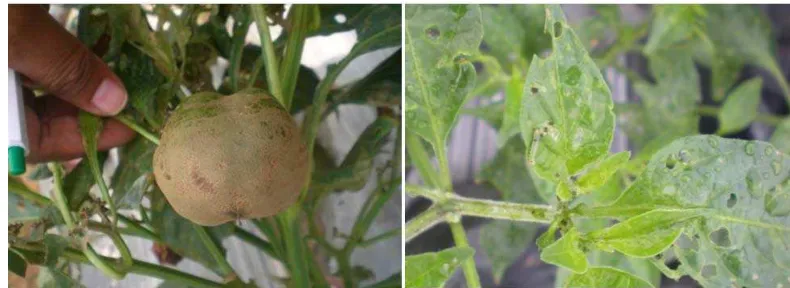 Gambar 2.  Serangan Thrips parvispinus pada buah cabai (kiri) dan Spodoptera litura pada daun cabai (kanan) 