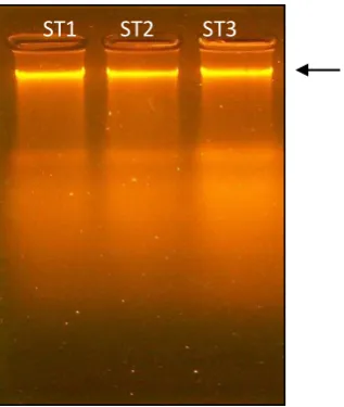 Fig 2. PCR amplification profile of nptII samples. Line 1:  100 bp DNA ladder; line 2-4: SP1, SP2, SP3, and line 5: gene on tomato pPCV002 DNA as a positive control of nptII gene 