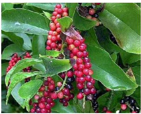 Fig. 1. Buni fruits (Antidesma bunius L.) 