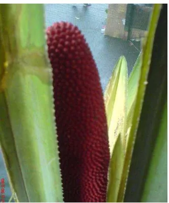 Figure 1. Red fruit (Pandanus conoideus Lam) 