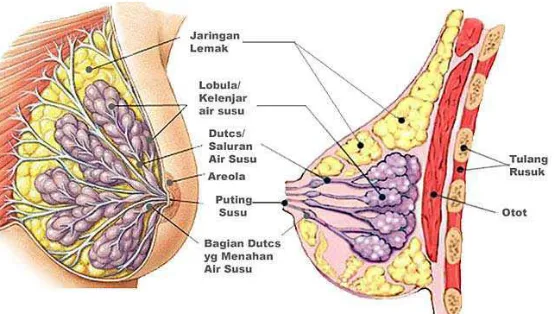 Gambar 1. Anatomi payudara ( Stopeck,2013).  
