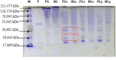 Fig 3.  Polypeptide pattern of hydrolyzed gelatin. M : Protein standard, P : pepsin, PG : porcine gelatin, BG : bovine gelatin before and after pepsin hydrolysis for 1, 2 and 3 hours