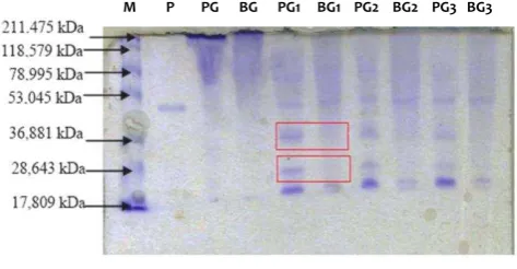 Fig 3.  Polypeptide pattern of hydrolyzed gelatin. M : Protein standard, P : pepsin, PG : porcine gelatin, BG : bovine gelatin before and after pepsin hydrolysis for 1, 2 and 3 hours