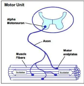 Gambar 2. Sistem motor unit (Konrad, 2005)  