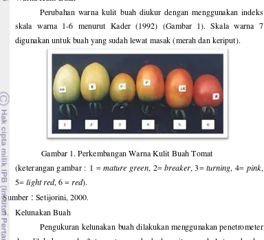 Gambar 1. Perkembangan Warna Kulit Buah Tomat 