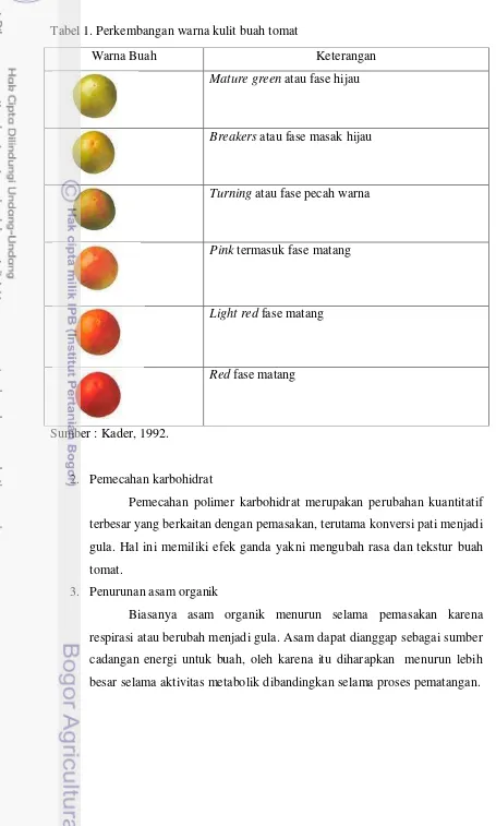 Tabel 1. Perkembangan warna kulit buah tomat 