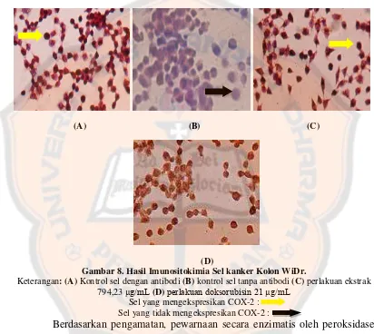 Gambar 8. Hasil Imunositokimia Sel kanker Kolon WiDr.  