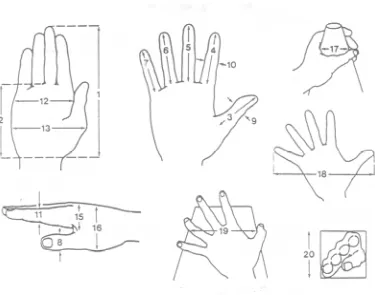 Gambar Anthropometri Telapak Tangan Manusia 