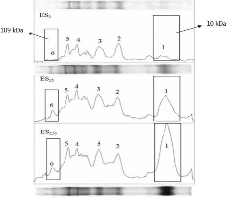Figure 4. The difference in peak intensity densitometry results. T0) treatment transporting 0 hours; T2) treatment of transportation of 2 hours; T12) treatment of transportation of 2 hours + 12 hours without being fed; EST12) transport of 2 hours + 12 hour