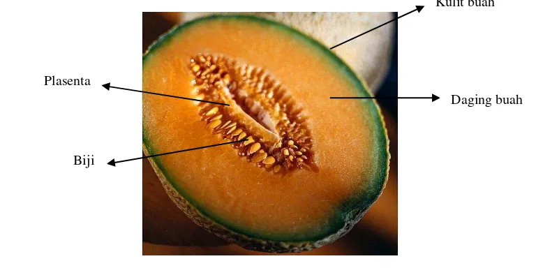 Gambar 1. Penampang melintang melon cantaloupe 