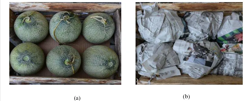 Gambar 11. Pengemasan melon dalam peti kayu: (a) tanpa bahan pengisi, (b) dengan dibungkus 