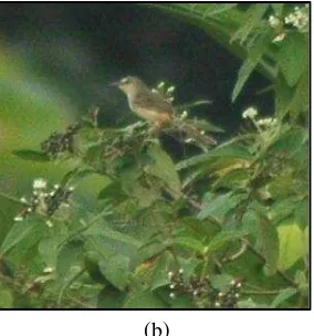 Gambar 5  Beberapa jenis burung yang ditemukan di Gunung Cibodas (a) Merbah  