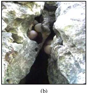 Gambar 9  Tokek rumah dan kelompok telur pada celah tebing batu gamping (a)  