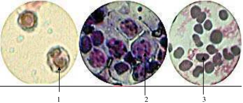 Gambar 4.1 Hasil Pengamatan Apusan Mikronukleus Menggunakan Mikroskop perbesaran 40x. 