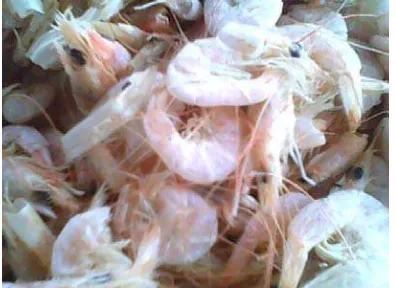 Gambar 9. Udang krosok (Metapenaeus lysianassa) 