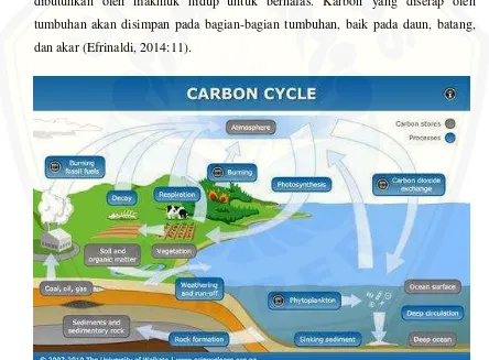 Gambar 2.1 : Siklus Karbon (Sumber: Science learning, 2010) 