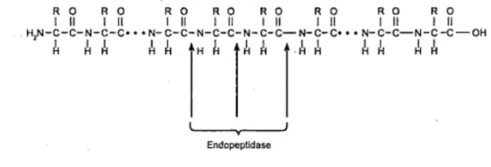 Gambar 5.  Mekanisme pemutusan gugus amin oleh enzim golongan aminopeptidase (Sumardjo 2006) 