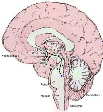 Gambar 2.1. Area otak yang merangsang keadaan terjaga 