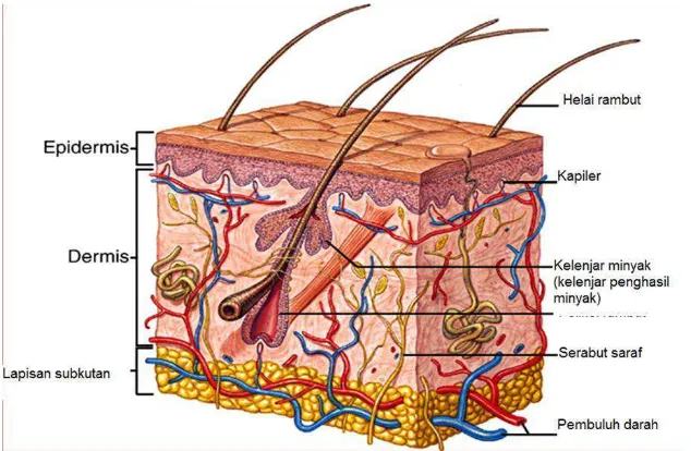 Gambar 2.5 Struktur kulit 