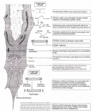 Gambar 2.4 Biosintesa kolagen (Junqueira, 2007) 