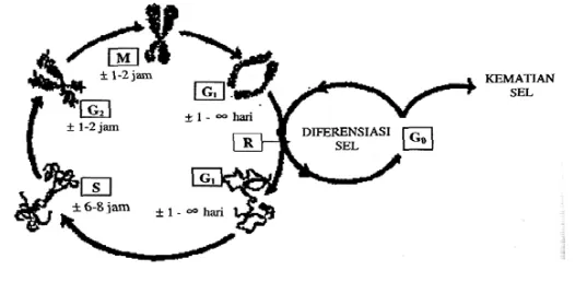 Gambar 1. Siklus sel, yang terdiri dari beberapa fase yaitu:Fase mitosis (M),Fase istirahat (G0), Fase pasca mitosis (G1), Fase sintesis DNA (S),Fase pra mitosis (G2) (Sukardja, 2000)