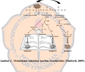 Gambar 2 . Mekanisme toksisitas karbon tetraklorida (Timbrell, 2009). 