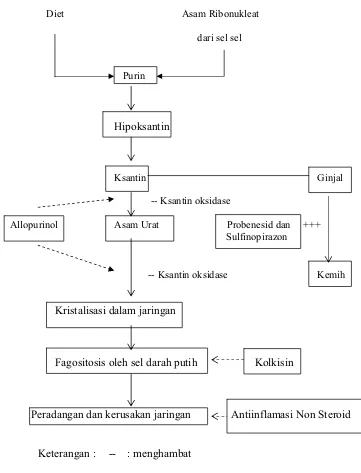 Gambar 3. Patofisiologi Asam Urat Dan Kerja Obat-Obatnya (Rodwel, 1995). 