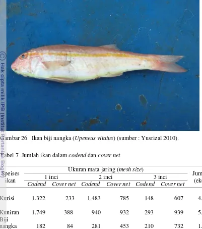 Gambar 26   Ikan biji nangka (Upeneus vitatus) (sumber : Yusrizal 2010).  