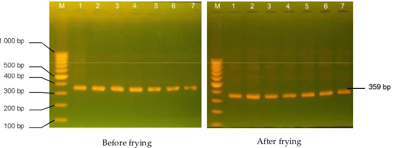 Figure 2. Electrophoretic pa� erns of PCR product of the 359 bp cytochome b on 2% agarose gel from chicken nugget before and after frying with various Pork levels