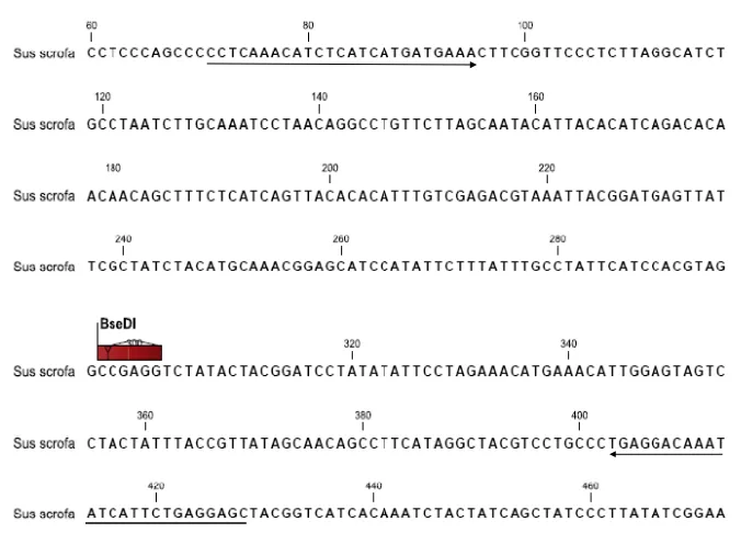 Figure 3. BseDI restriction proﬁ le of cytochrome b PCR product ampliﬁ ed from samples