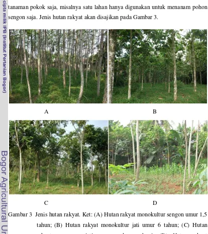Gambar 3  Jenis hutan rakyat. Ket: (A) Hutan rakyat monokultur sengon umur 1,5 