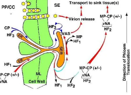 Gambar 1. Mekanisme Translokasi Virus di dalam Tubuh Tanaman 