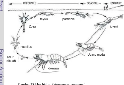 Gambar 3Siklus hidup  Litopenaeus vannamei  (Sumber: diadaptasikan dari Braak  2002) 